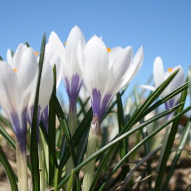 Crocus vernus 'Silver Coral'
