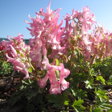Corydalis solida 'Bird of Paradise'