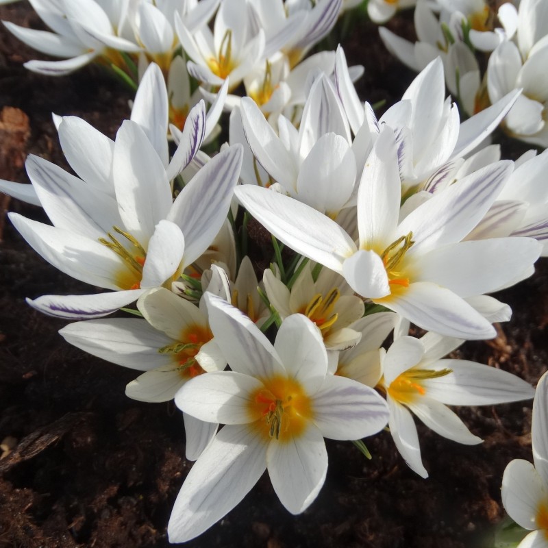 Crocus taseliensis