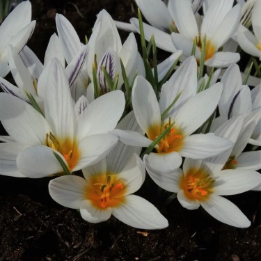 Crocus taseliensis
