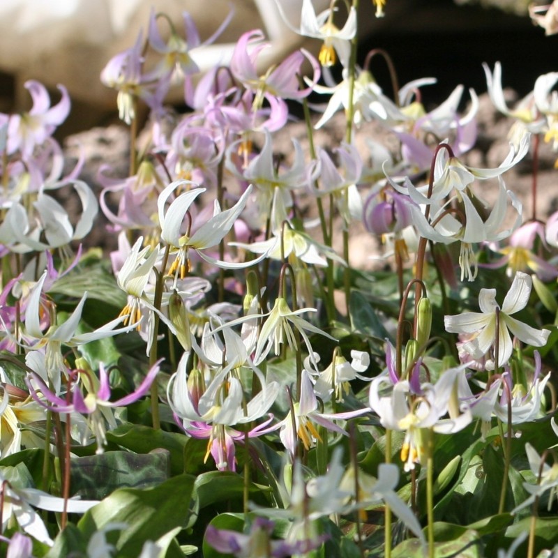 Erythronium californicum -Hybrids-