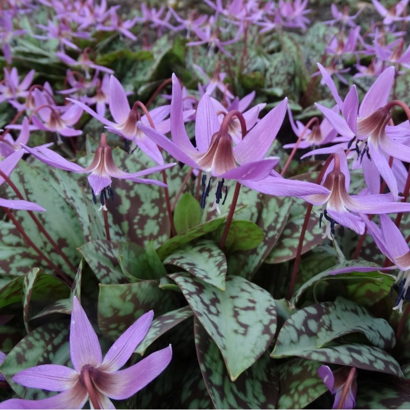 Erythronium dens-canis 'Old Aberdeen' Erythronium dens-canis 'Old Aberdeen'