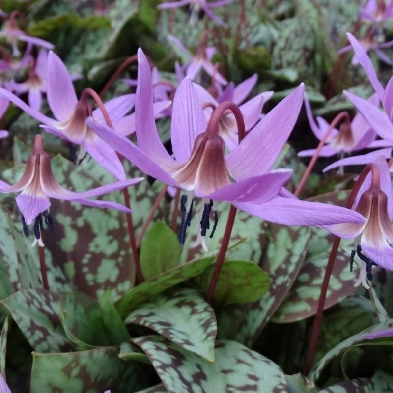 Erythronium dens-canis 'Old Aberdeen' Erythronium dens-canis 'Old Aberdeen'