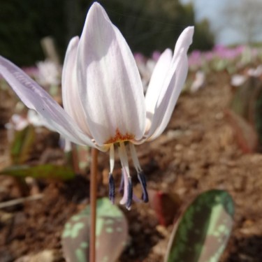 Erythronium dens-canis 'White Splendour'