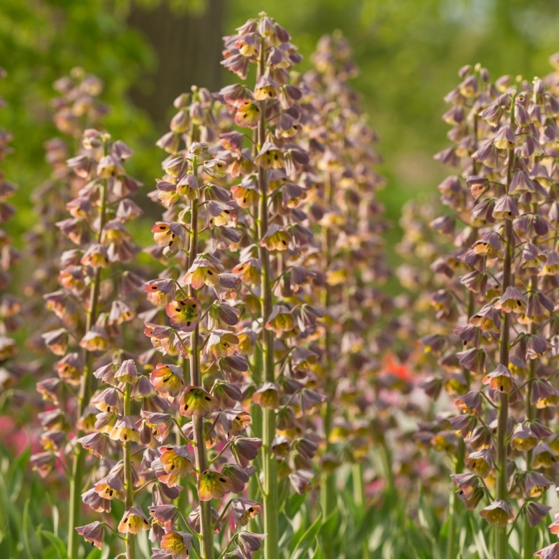 Fritillaria persica 'Magic Bells'