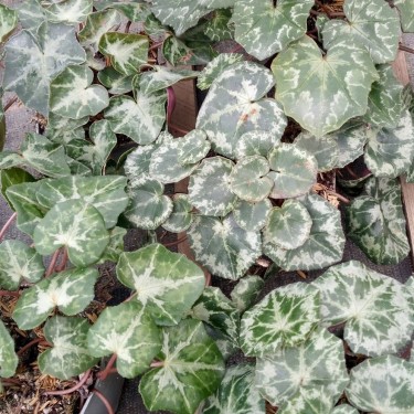 Cyclamen hederifolium subsp. crassifolium