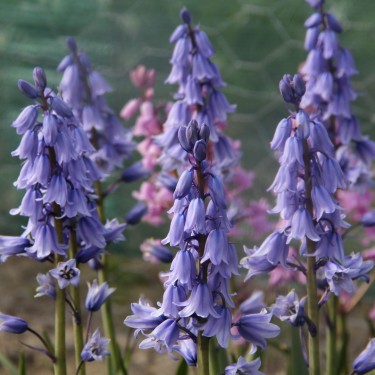 Hyacinthoides hispanica 'Excelsior'