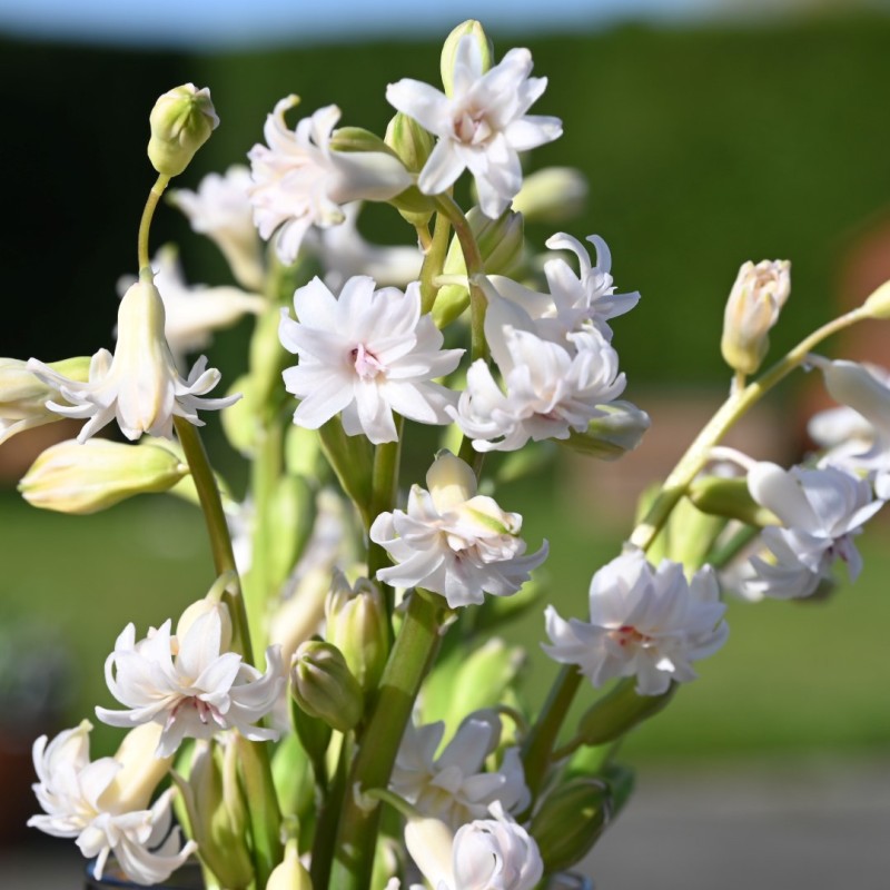 Hyacinthus 'Gloria Mundi'