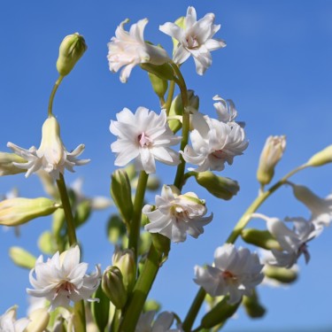 Hyacinthus 'Gloria Mundi'