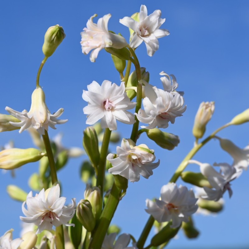 Hyacinthus 'Gloria Mundi'
