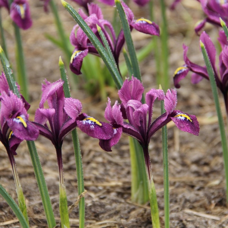 Iris reticulata 'Rejoice'