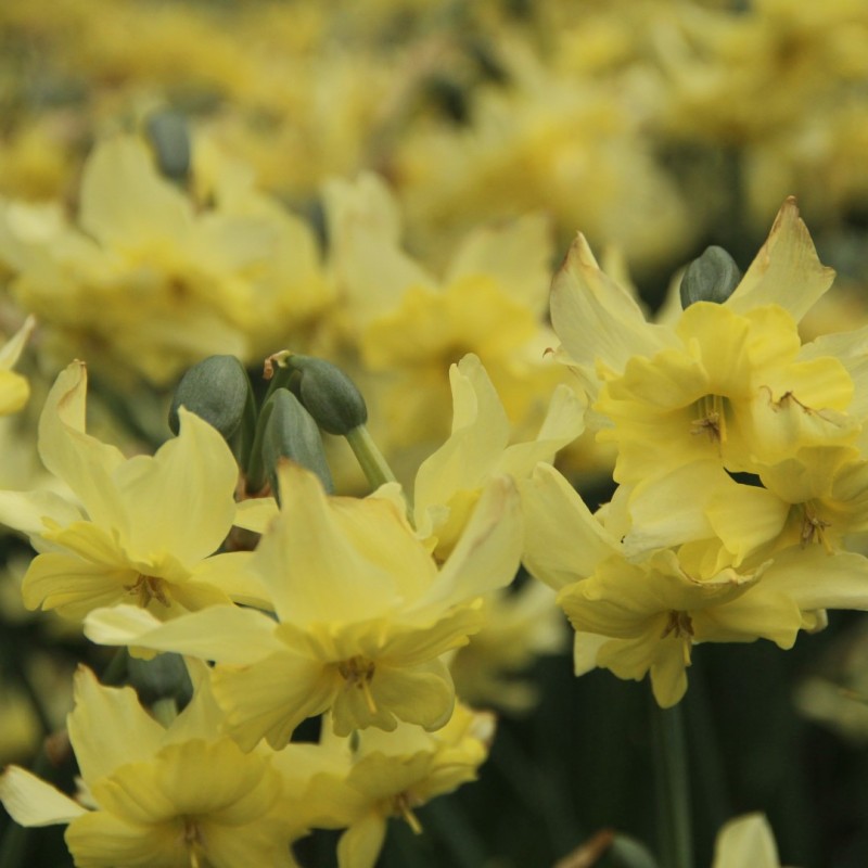 Narcissus 'Exotic Mystery'