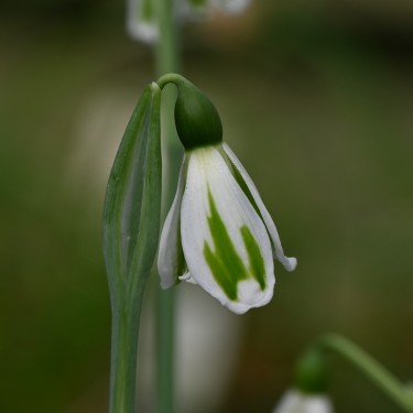 Galanthus 'Chantry Lady'