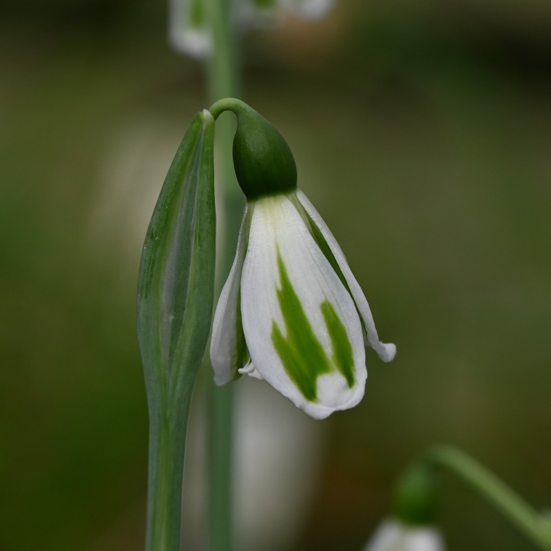 Galanthus 'Chantry Lady'