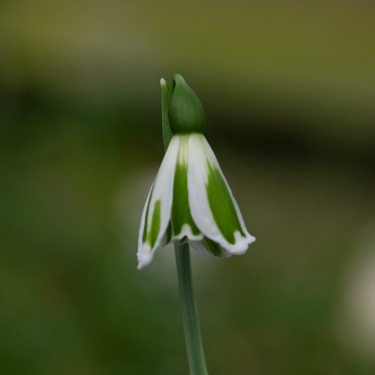 Galanthus 'Chantry Lady'
