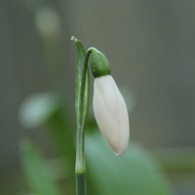 Galanthus 'Anglesey Orange Tip'