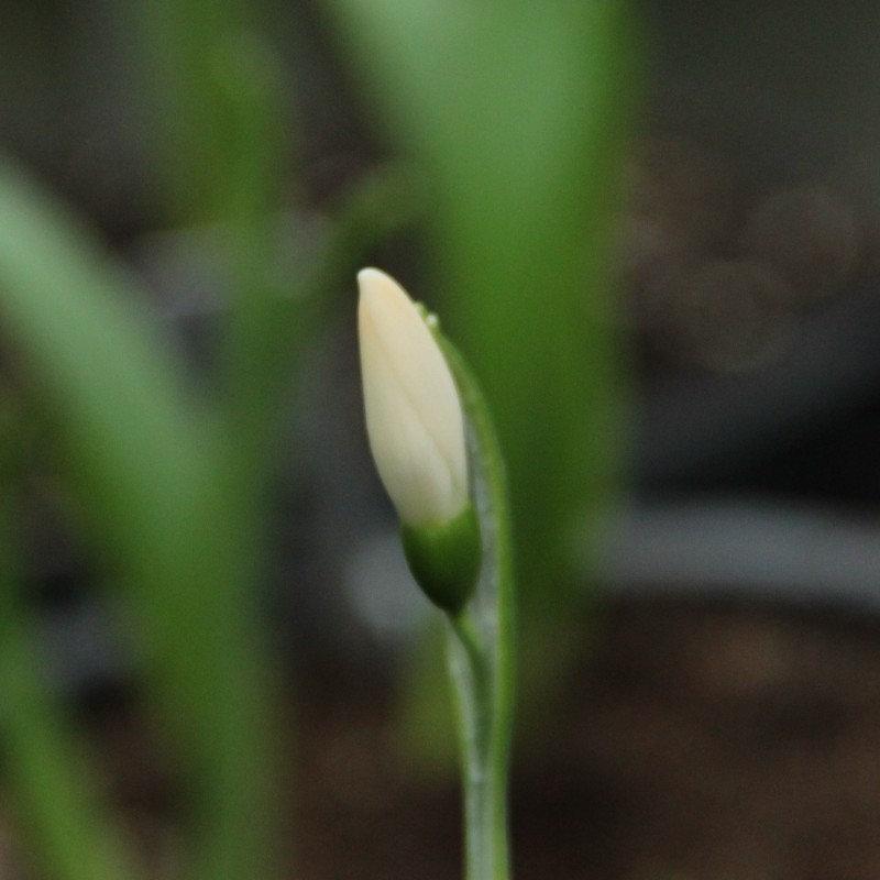 Galanthus 'Anglesey Orange Tip'