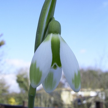 Galanthus 'Fieldgate Forte'