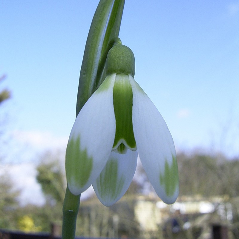 Galanthus 'Fieldgate Forte'