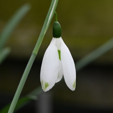 Galanthus 'Chantry Green Twins'