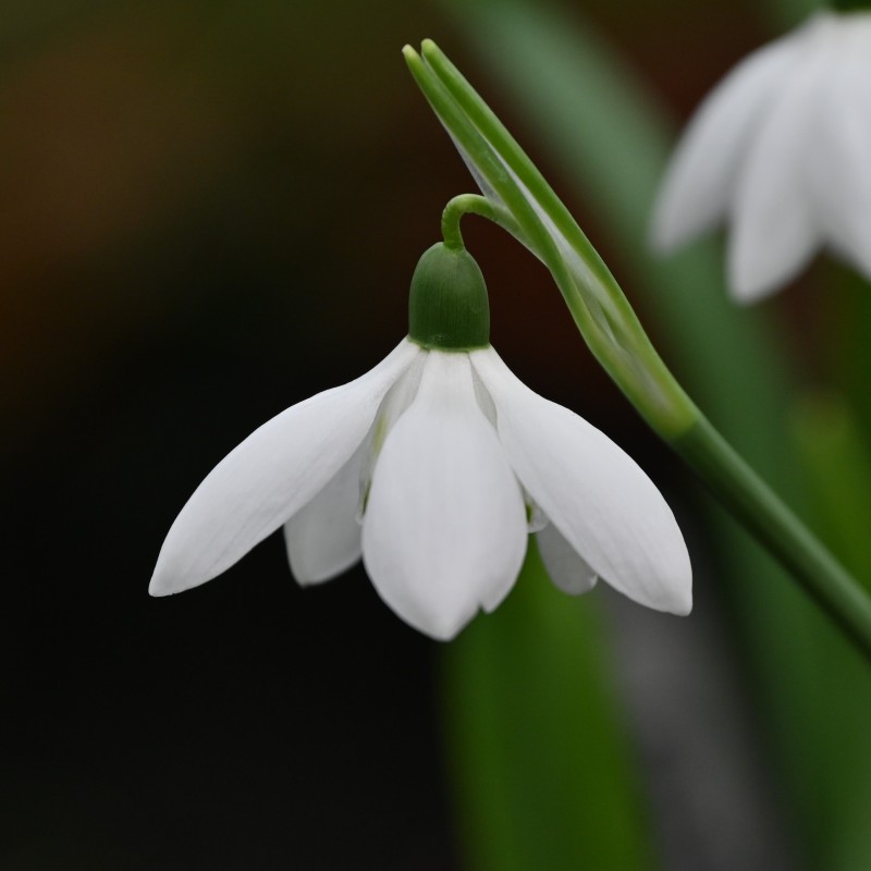 Galanthus 'Godfrey Owen'
