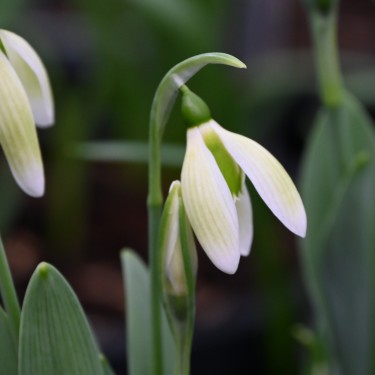 Galanthus 'Margaret Biddulph'
