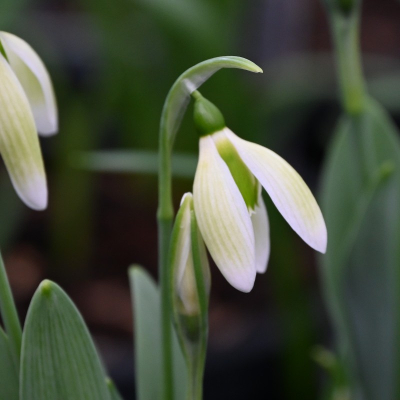 Galanthus 'Margaret Biddulph'
