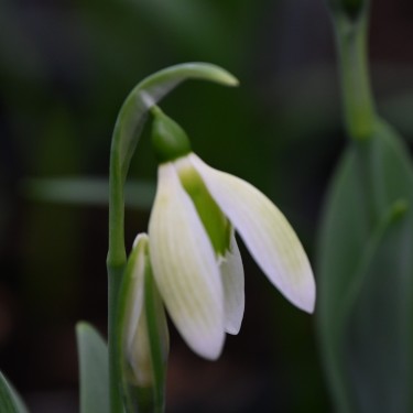 Galanthus 'Margaret Biddulph'