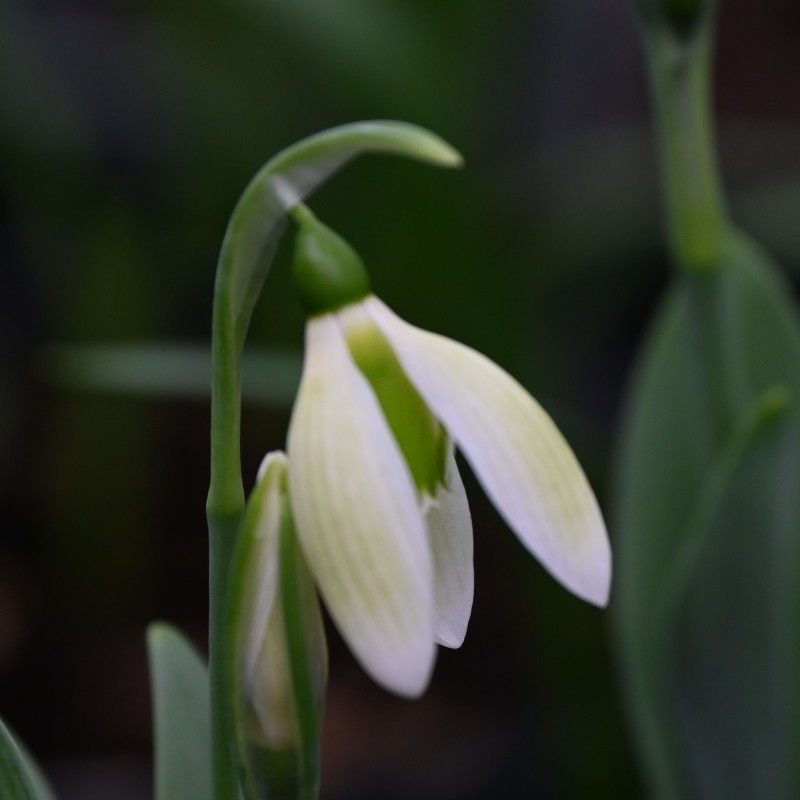 Galanthus 'Margaret Biddulph'