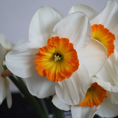 Narcissus 'Amor'