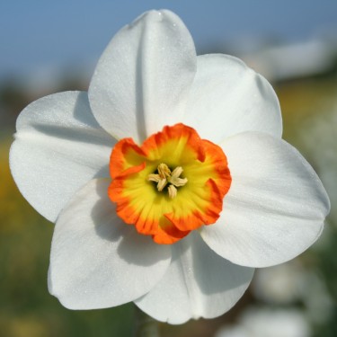 Narcissus 'Birdsong'