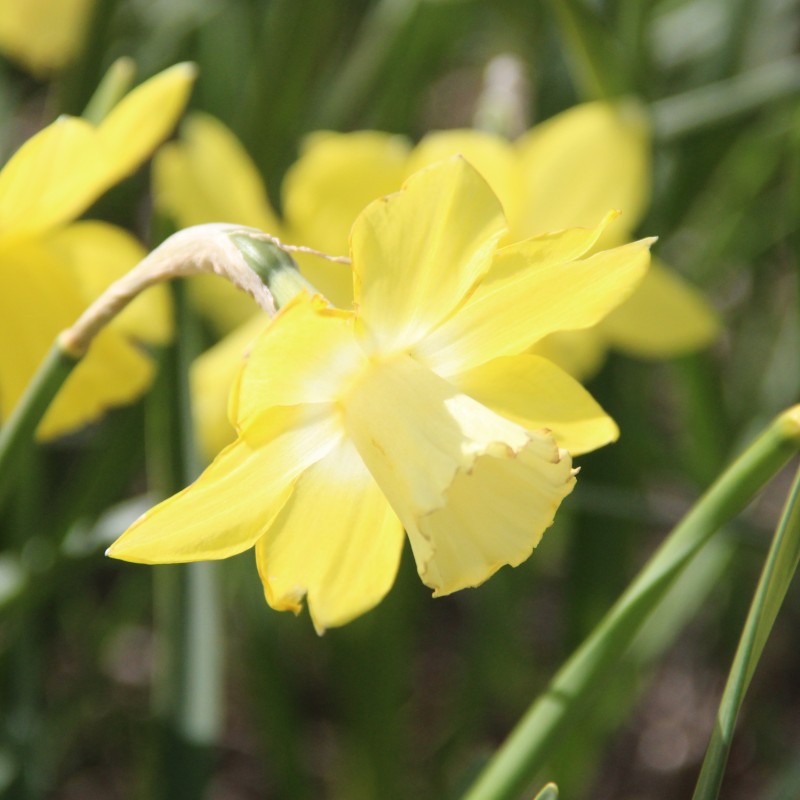 Narcissus 'Cloud Nine'