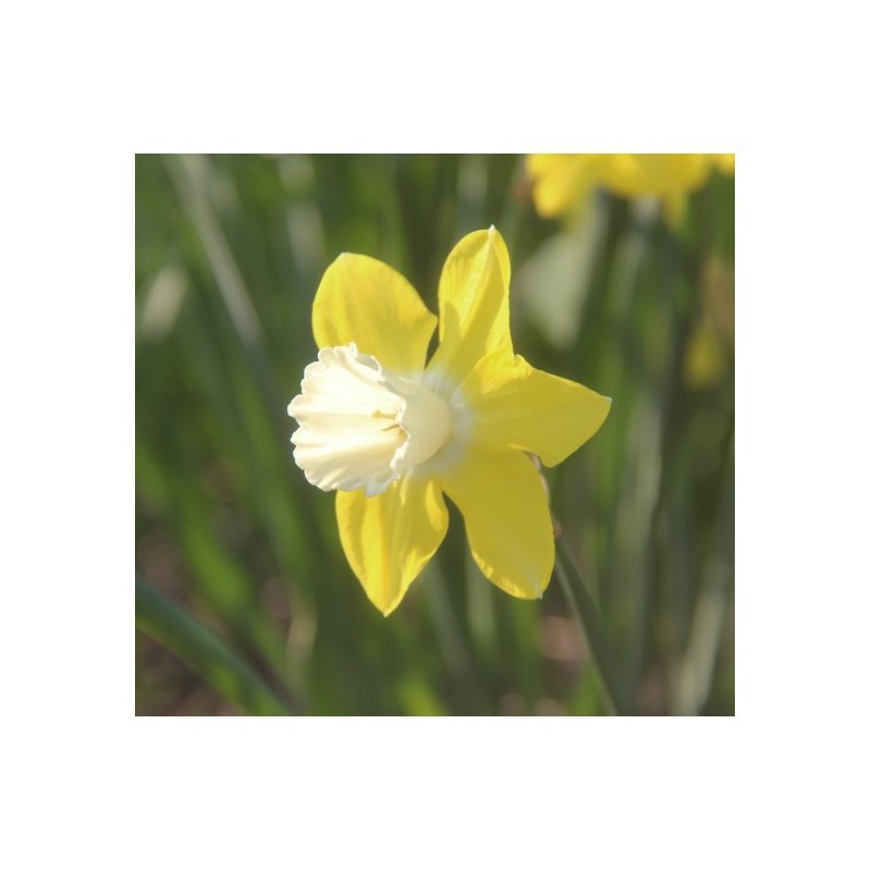 Narcissus 'Cloud Nine'