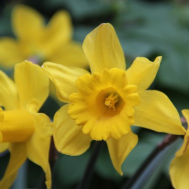 Narcissus 'King Alfred'