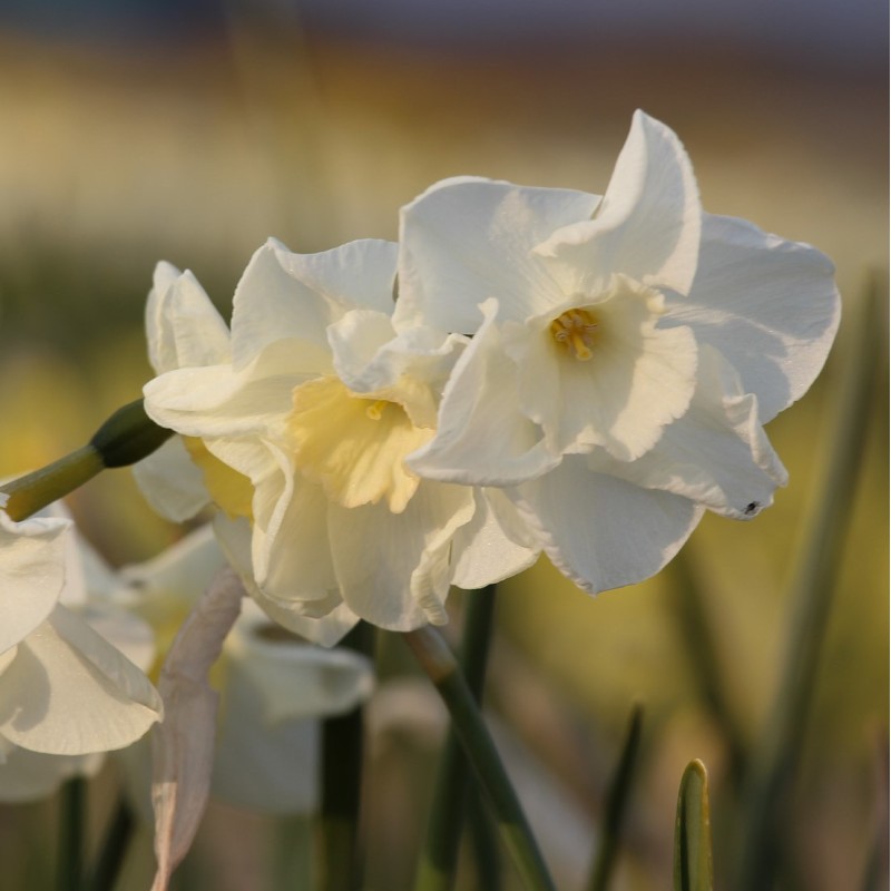 Narcissus 'Nirvana'