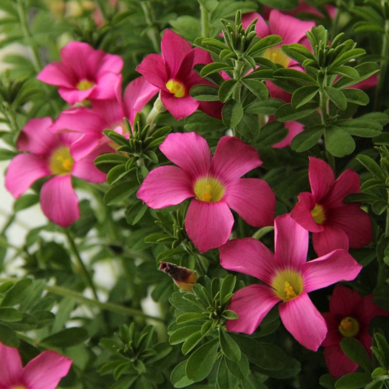 Oxalis hirta 'Gothenburg'