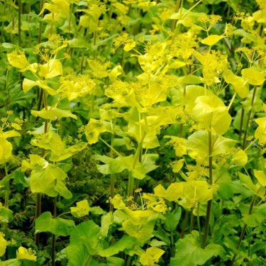 Smyrnium perfoliatum