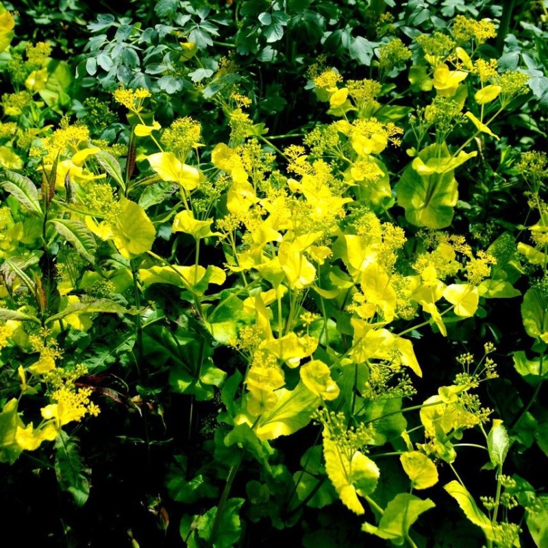 Smyrnium perfoliatum