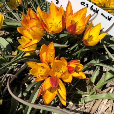 Tulipa aucheriana 'Jara'