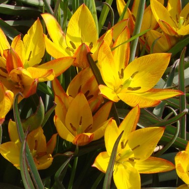 Tulipa aucheriana 'Jara'