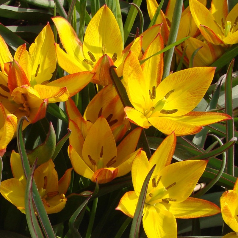 Tulipa aucheriana 'Jara'