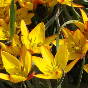 Tulipa aucheriana 'Jara'