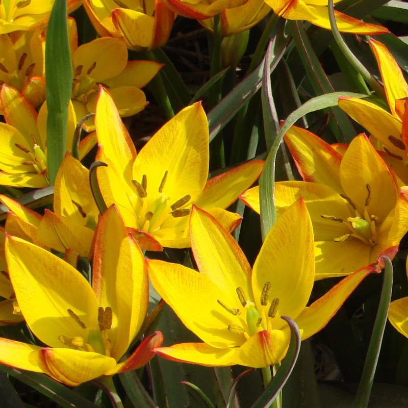 Tulipa aucheriana 'Jara'