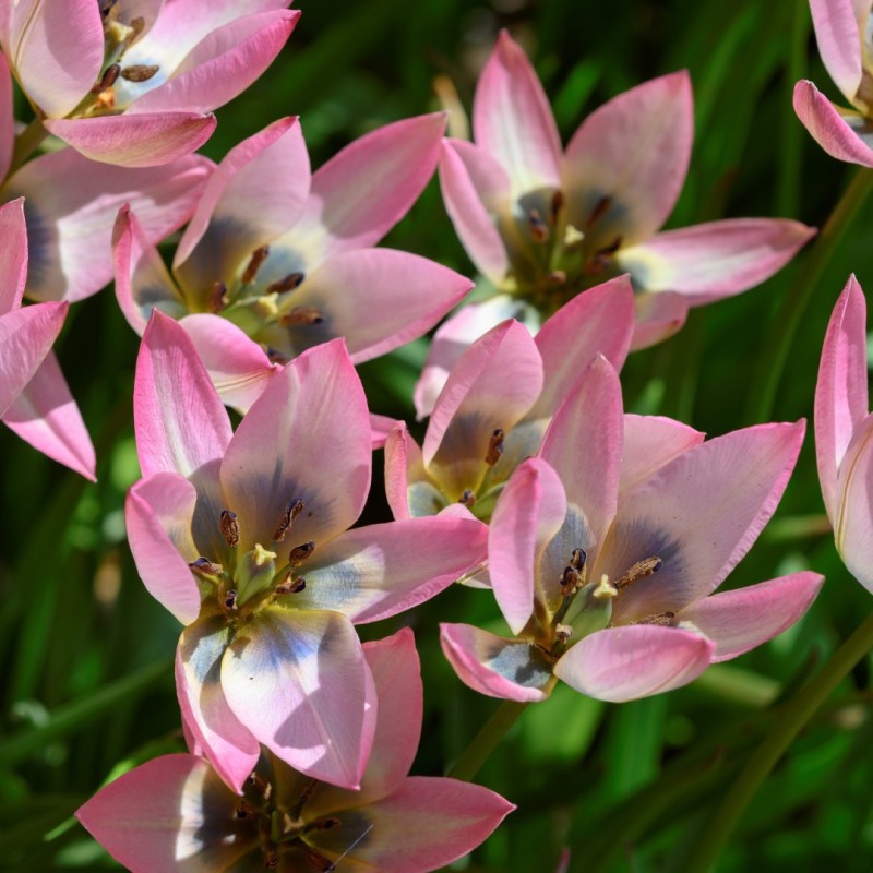 Tulipa 'Danique'