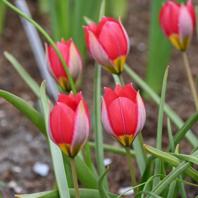 Tulipa humilis 'Red Beauty'
