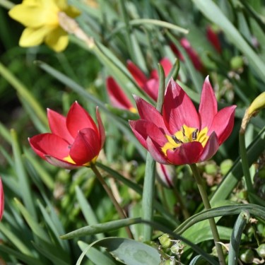 Tulipa humilis 'Red Beauty'