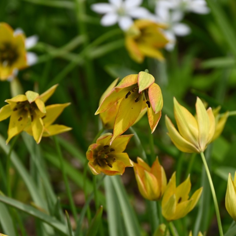 Tulipa orphanidea 'Flava'