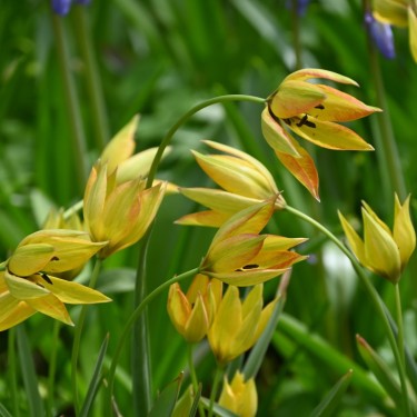 Tulipa orphanidea 'Flava'