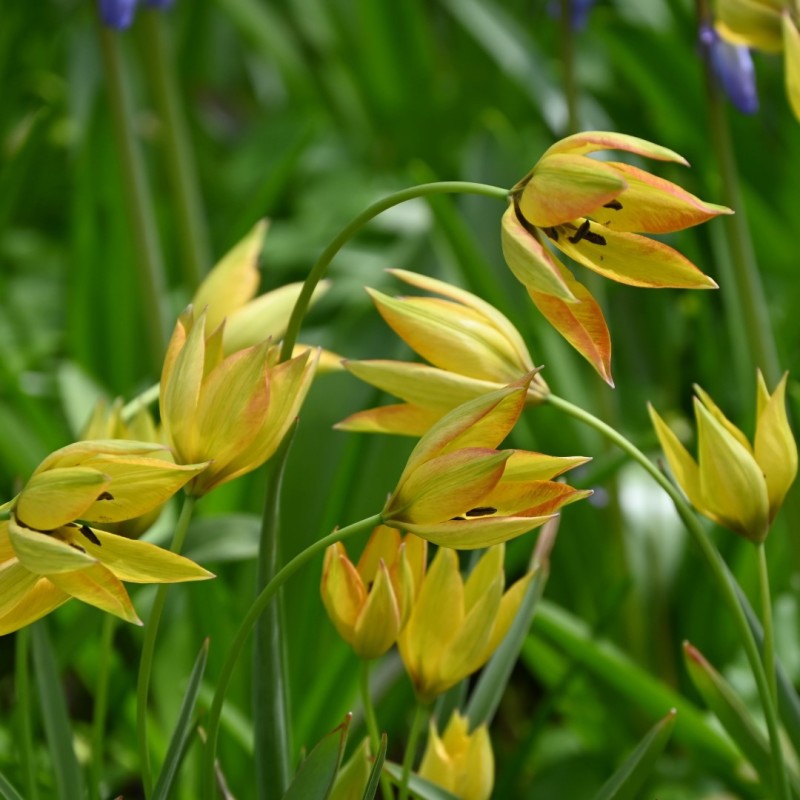 Tulipa orphanidea 'Flava'
