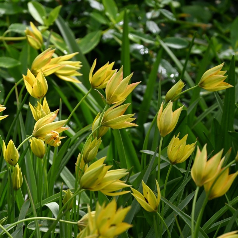 Tulipa orphanidea 'Flava'
